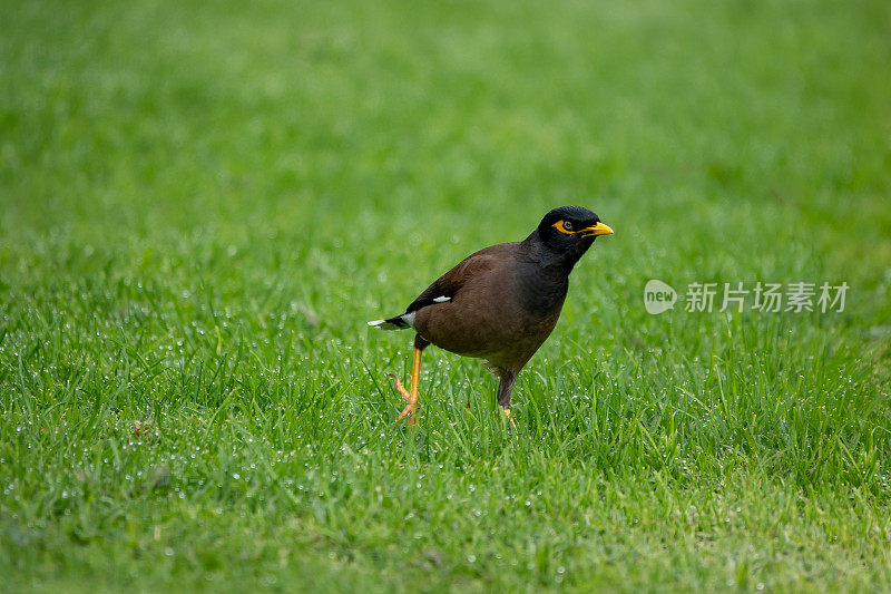 印度米娜鸟（Acridotheres tristis）